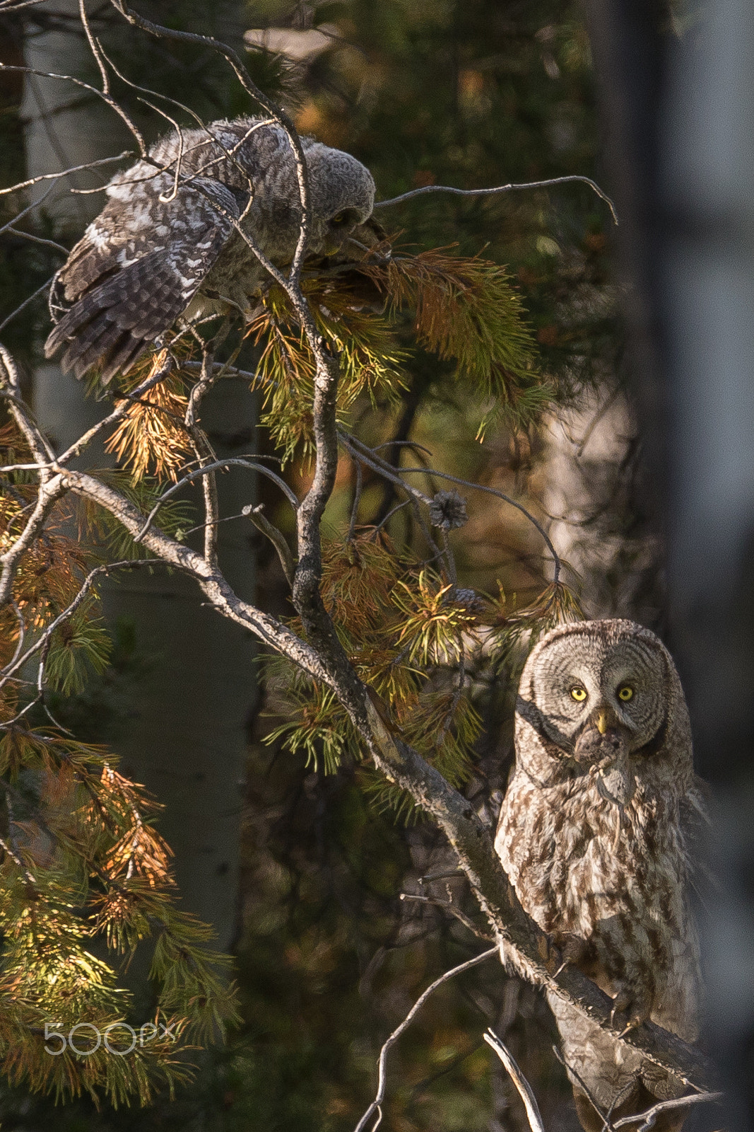 Canon EF 200-400mm F4L IS USM Extender 1.4x sample photo. Breakfast is ready for great grey owl photography