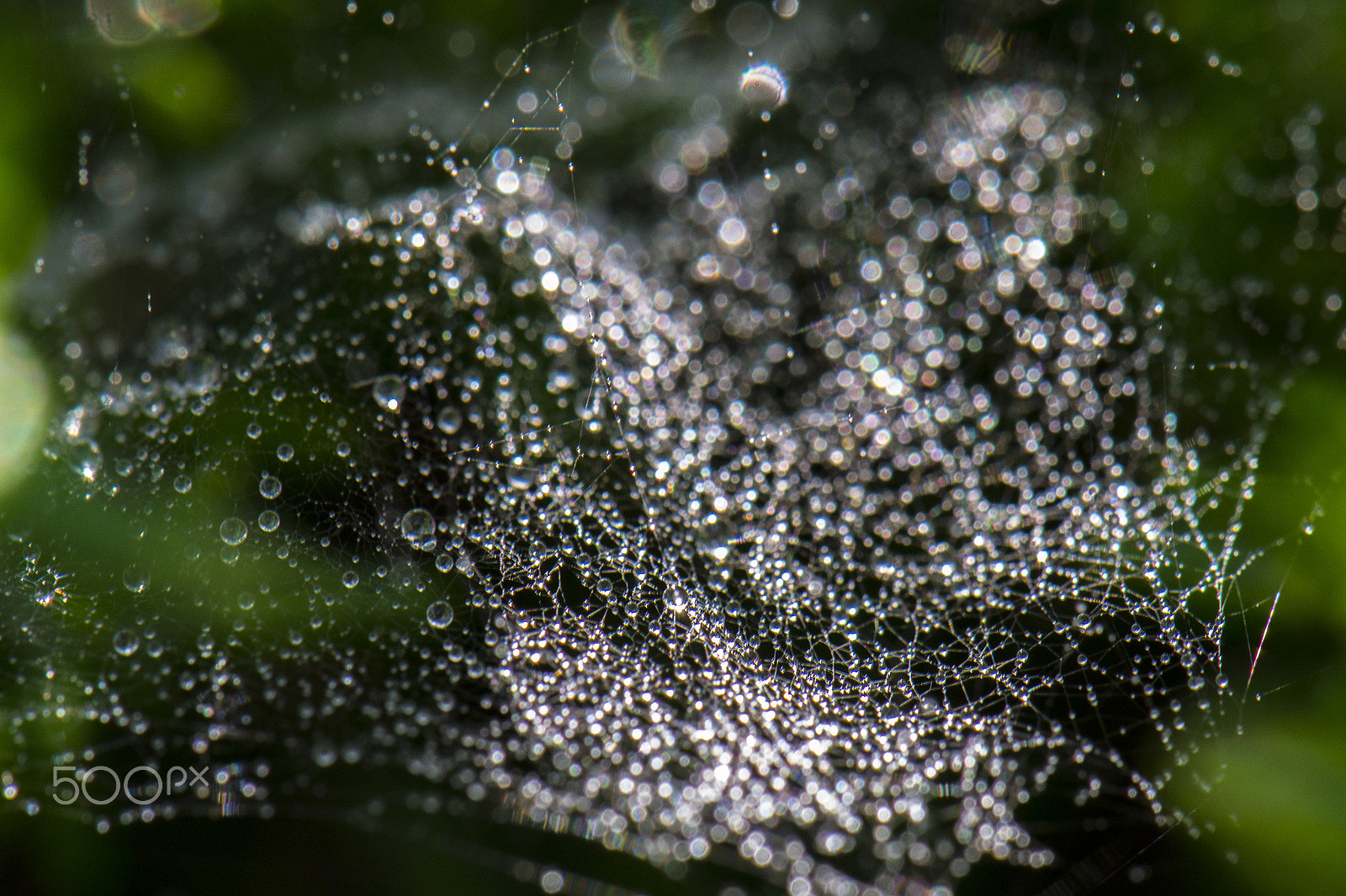 Nikon AF-S DX Micro-Nikkor 85mm F3.5G ED VR sample photo. Wet web photography
