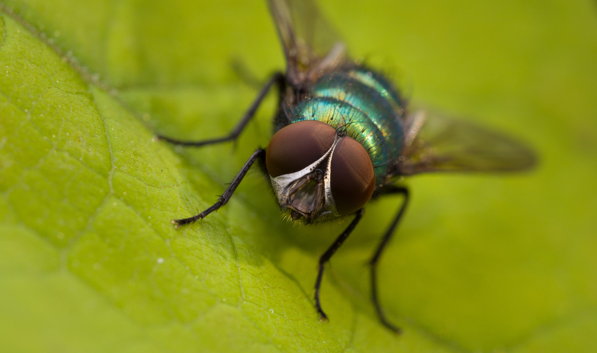 Olympus M.Zuiko Digital ED 60mm F2.8 Macro sample photo. Fly photography