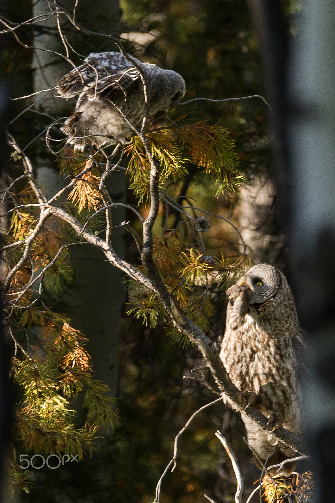 Canon EOS 7D Mark II sample photo. Breakfast at sunset for great grey owls photography
