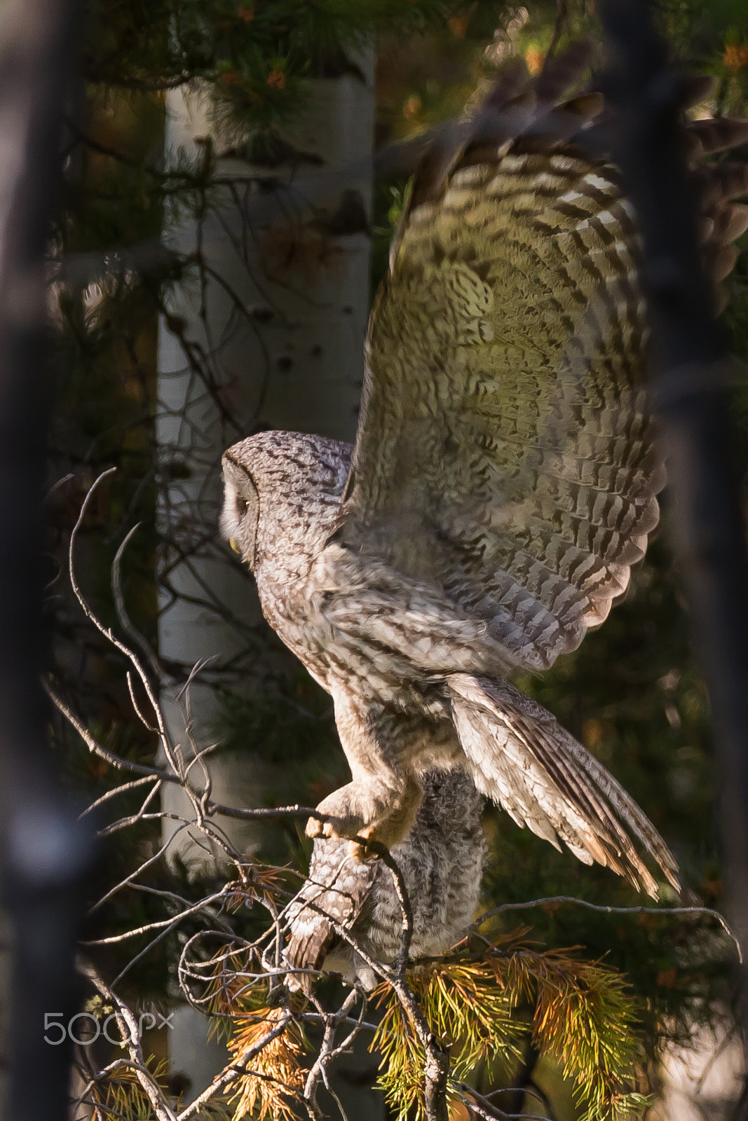 Canon EOS 7D Mark II sample photo. Great grey owl landing in the forest photography
