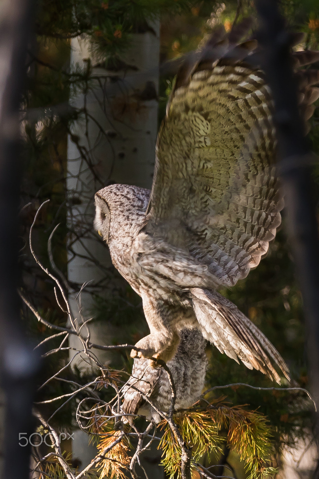 Canon EF 200-400mm F4L IS USM Extender 1.4x sample photo. Great grey owl landing in the forest photography