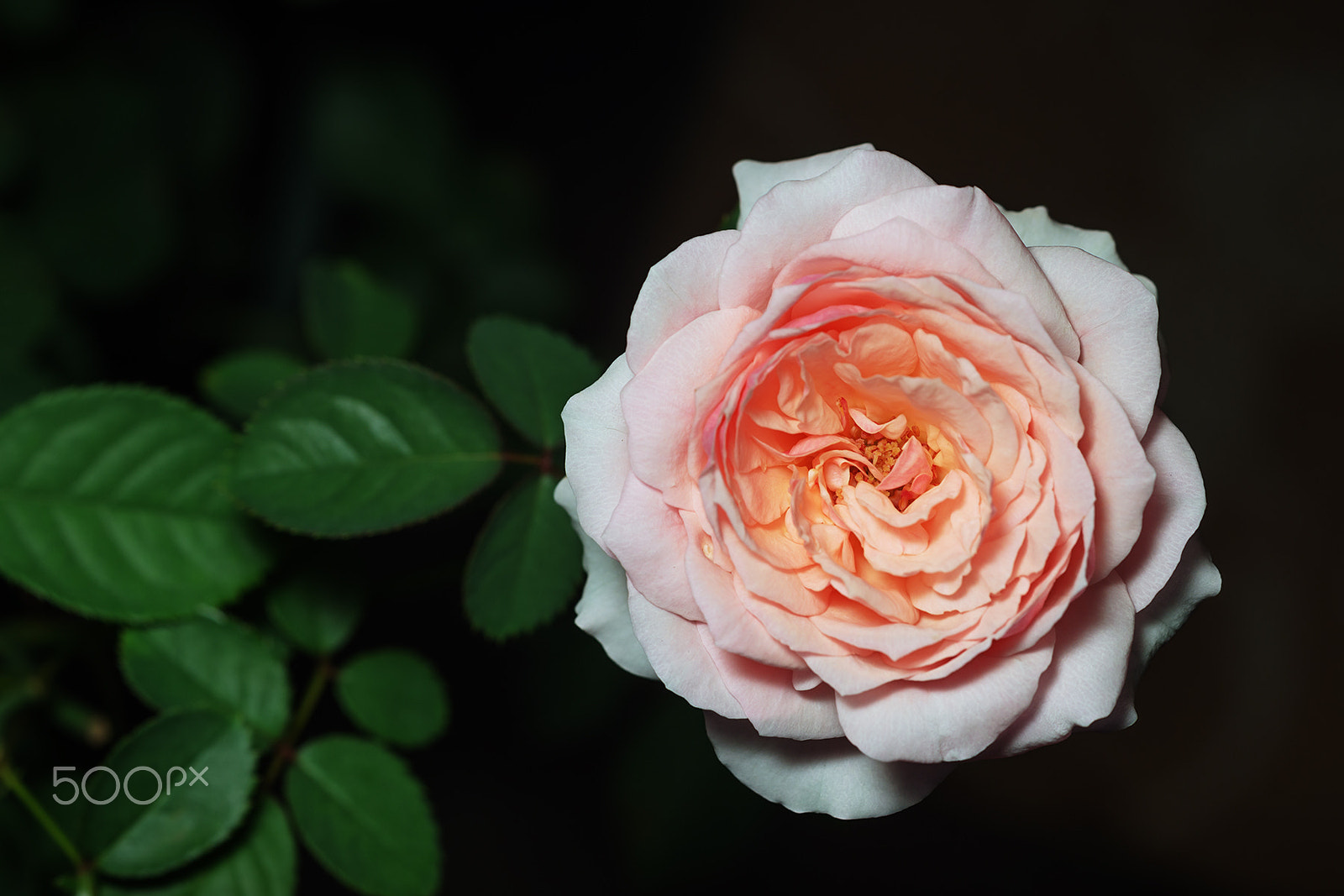 Sony a99 II + Sony 100mm F2.8 Macro sample photo. Maiden's heart photography