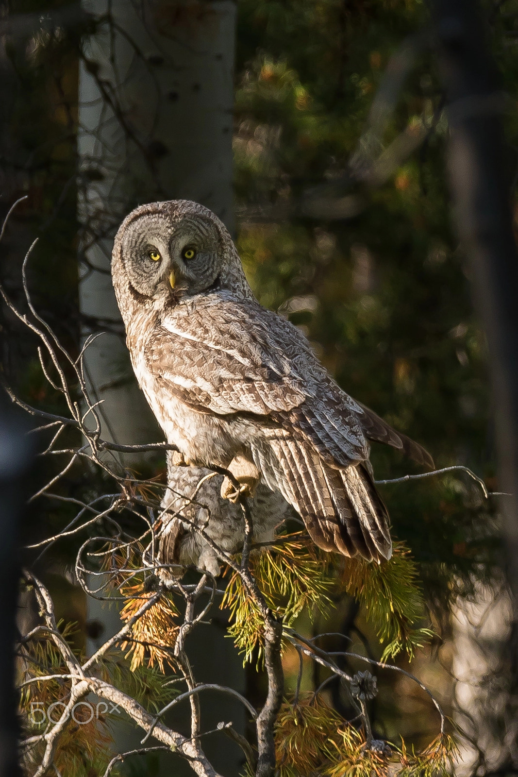 Canon EF 200-400mm F4L IS USM Extender 1.4x sample photo. Sunset great grey owl photography