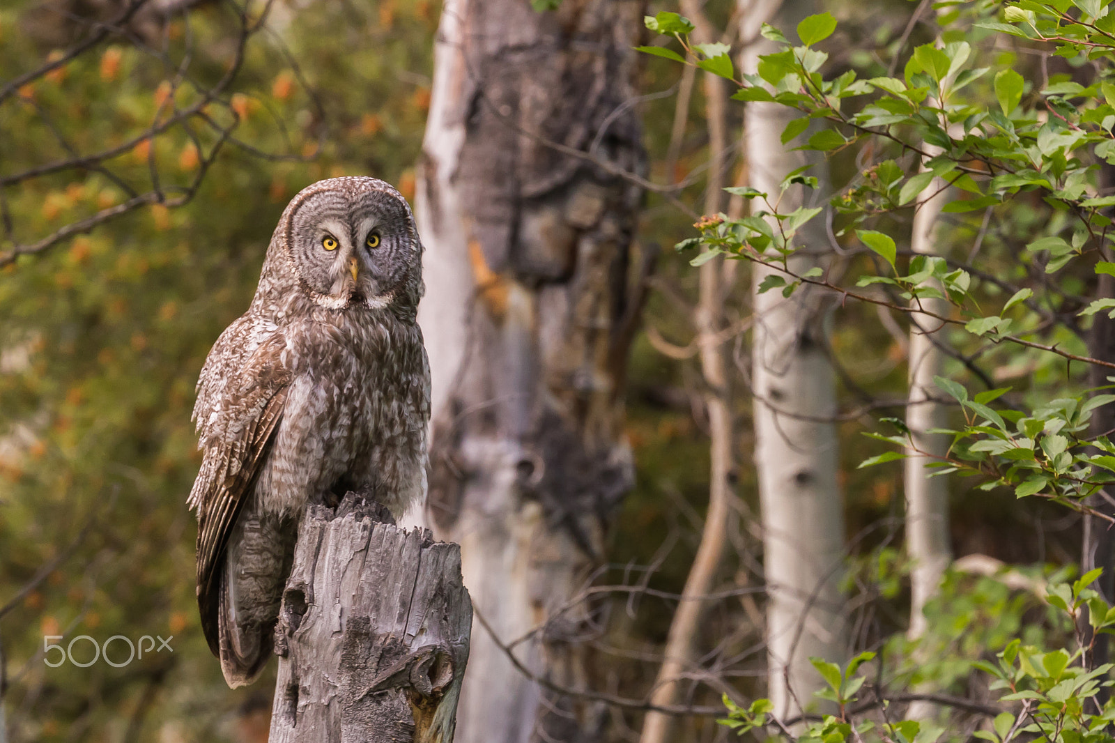 Canon EOS 7D Mark II sample photo. Great grey owl in grand teton national park photography