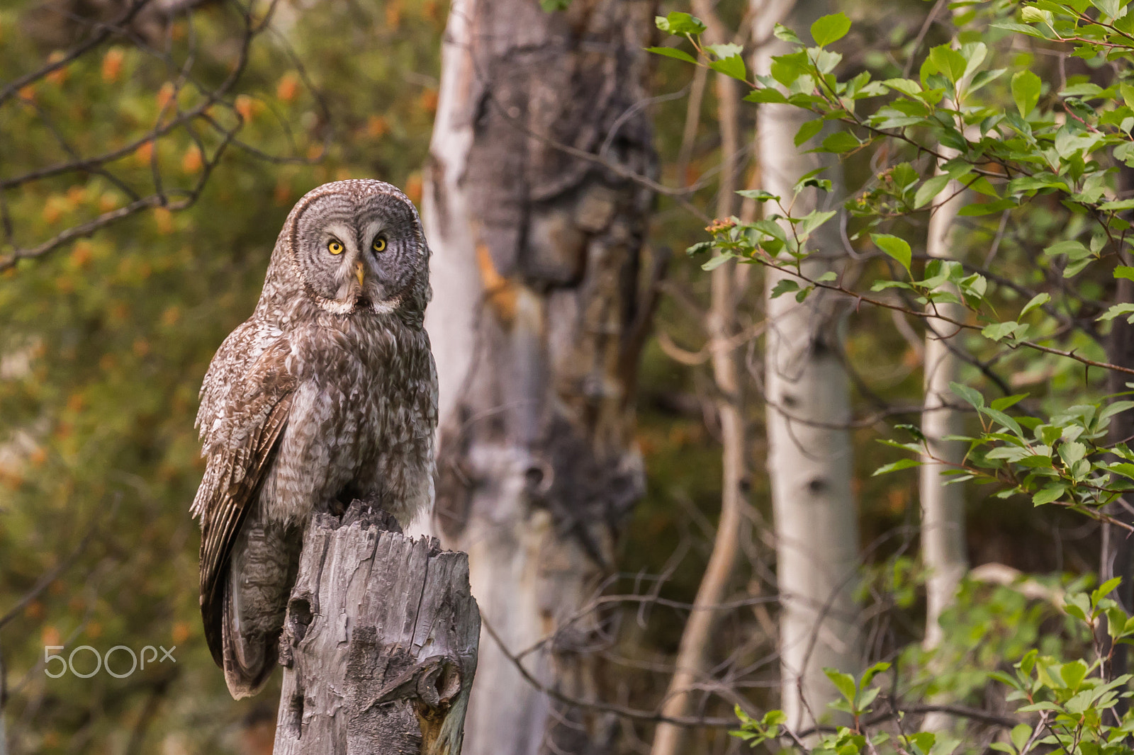 Canon EF 200-400mm F4L IS USM Extender 1.4x sample photo. Great grey owl in grand teton national park photography