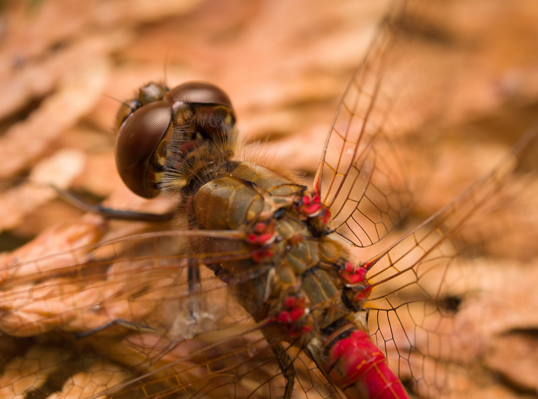 Olympus M.Zuiko Digital ED 60mm F2.8 Macro sample photo. Big red is back! photography
