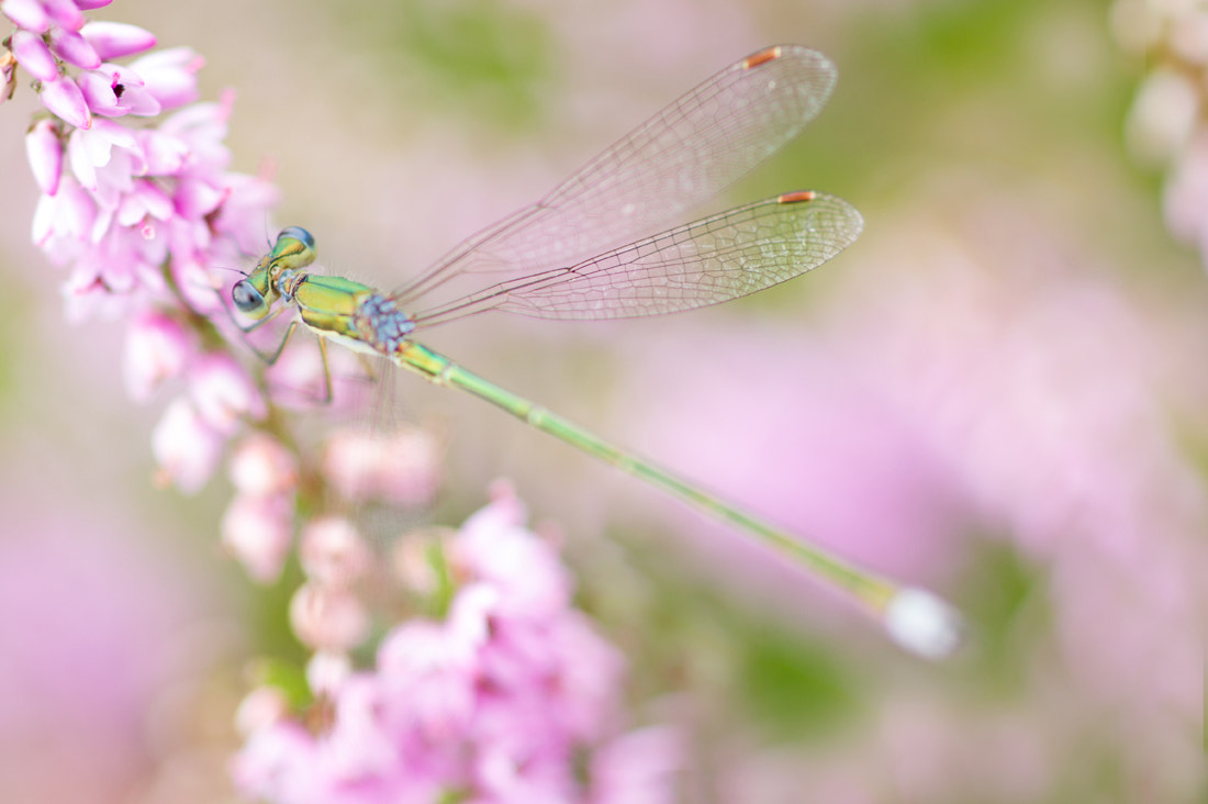 Sony Alpha DSLR-A550 + Sony 100mm F2.8 Macro sample photo. Dragonfly resting on heather photography