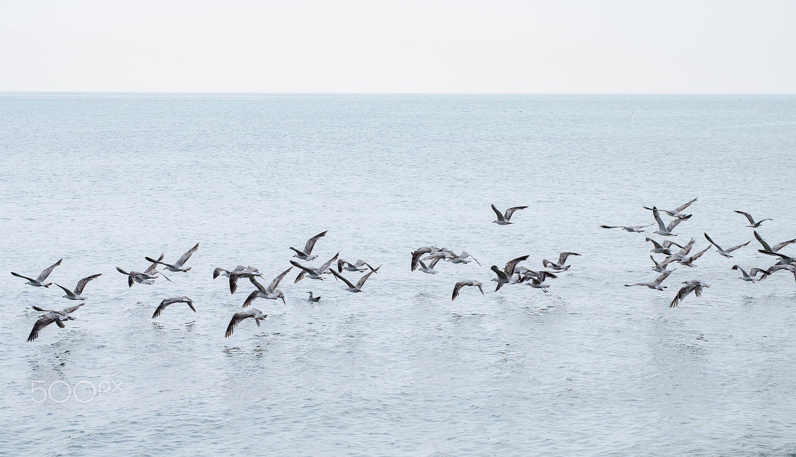 Sigma 55-200mm F4-5.6 DC sample photo. Freedom(2) photography