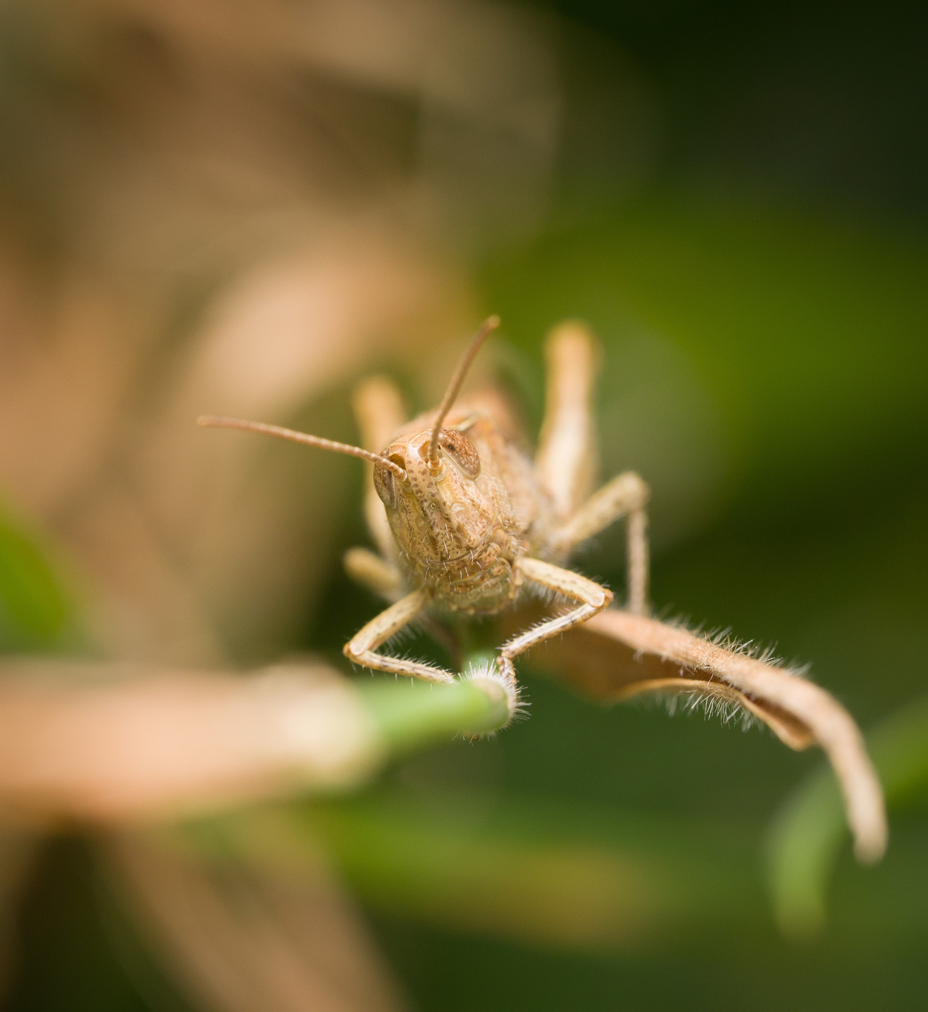Olympus M.Zuiko Digital ED 60mm F2.8 Macro sample photo. Grasshopper staring into lens photography
