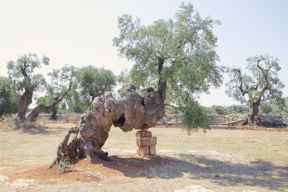 Canon EOS 60D + Canon EF 16-35mm F4L IS USM sample photo. Ancient olive tree photography
