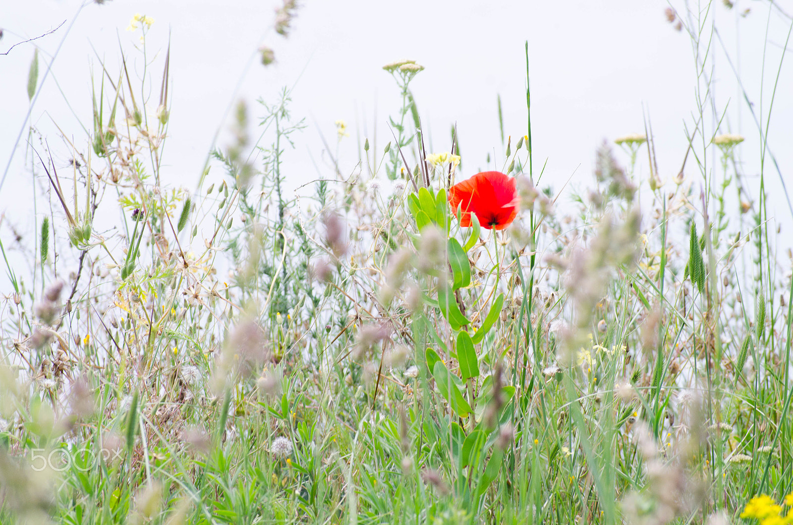 Nikon D5100 sample photo. Red dress photography