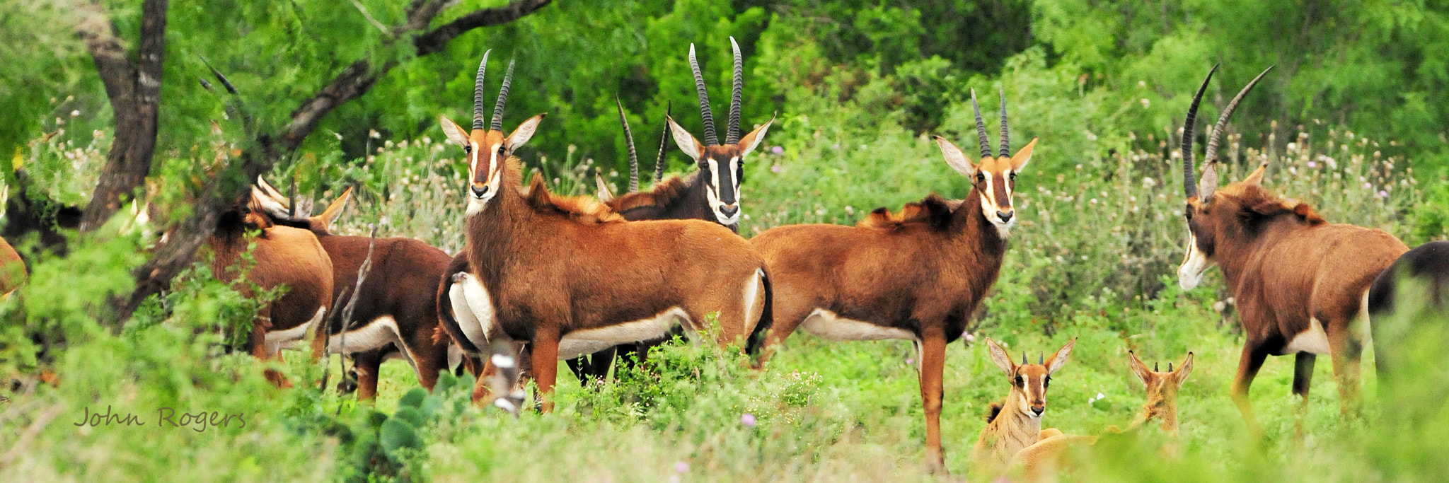 Nikon AF-S Nikkor 400mm F2.8G ED VR II sample photo. Sable antelope photography