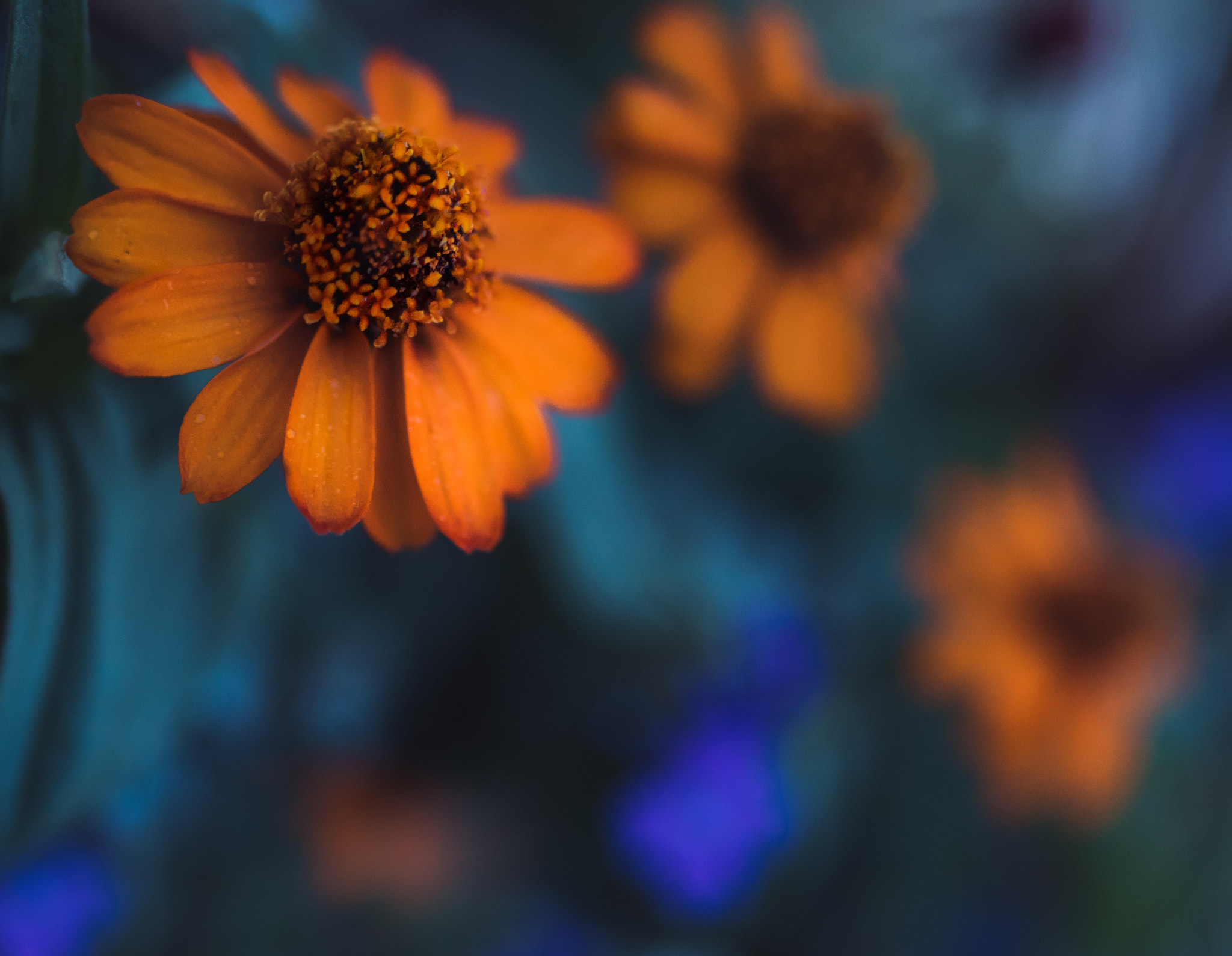 Tamron SP 35mm F1.8 Di VC USD sample photo. Flower power photography