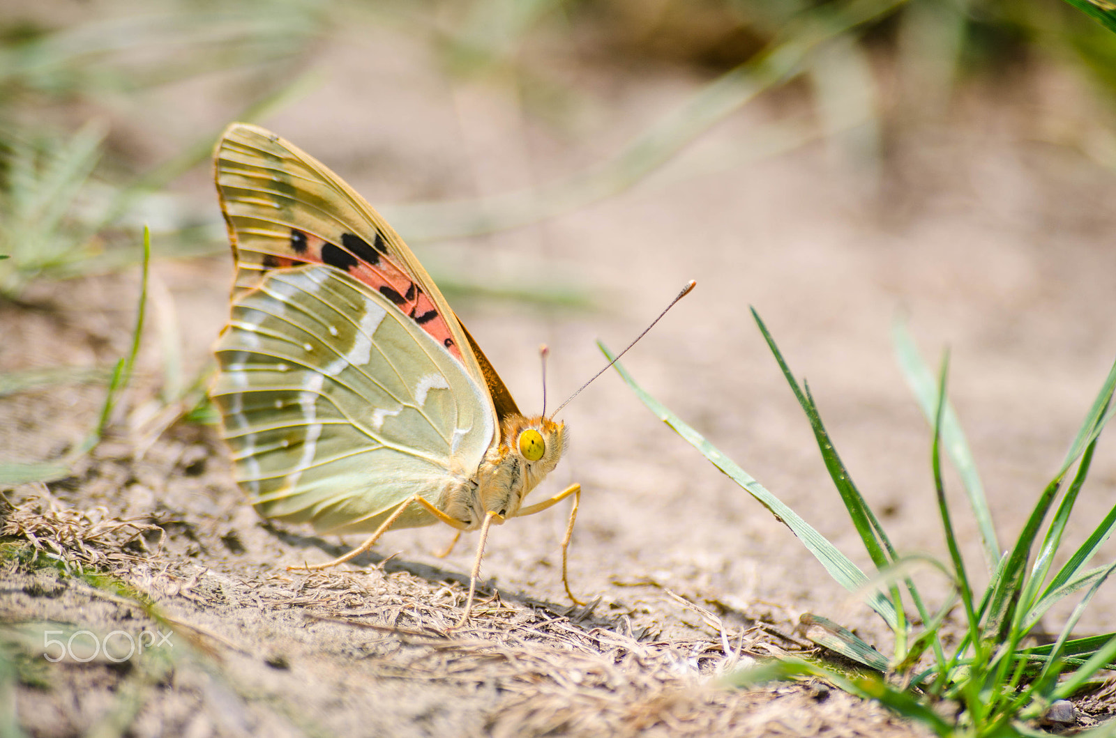 Nikon D5100 + Sigma 55-200mm F4-5.6 DC sample photo. Connect photography