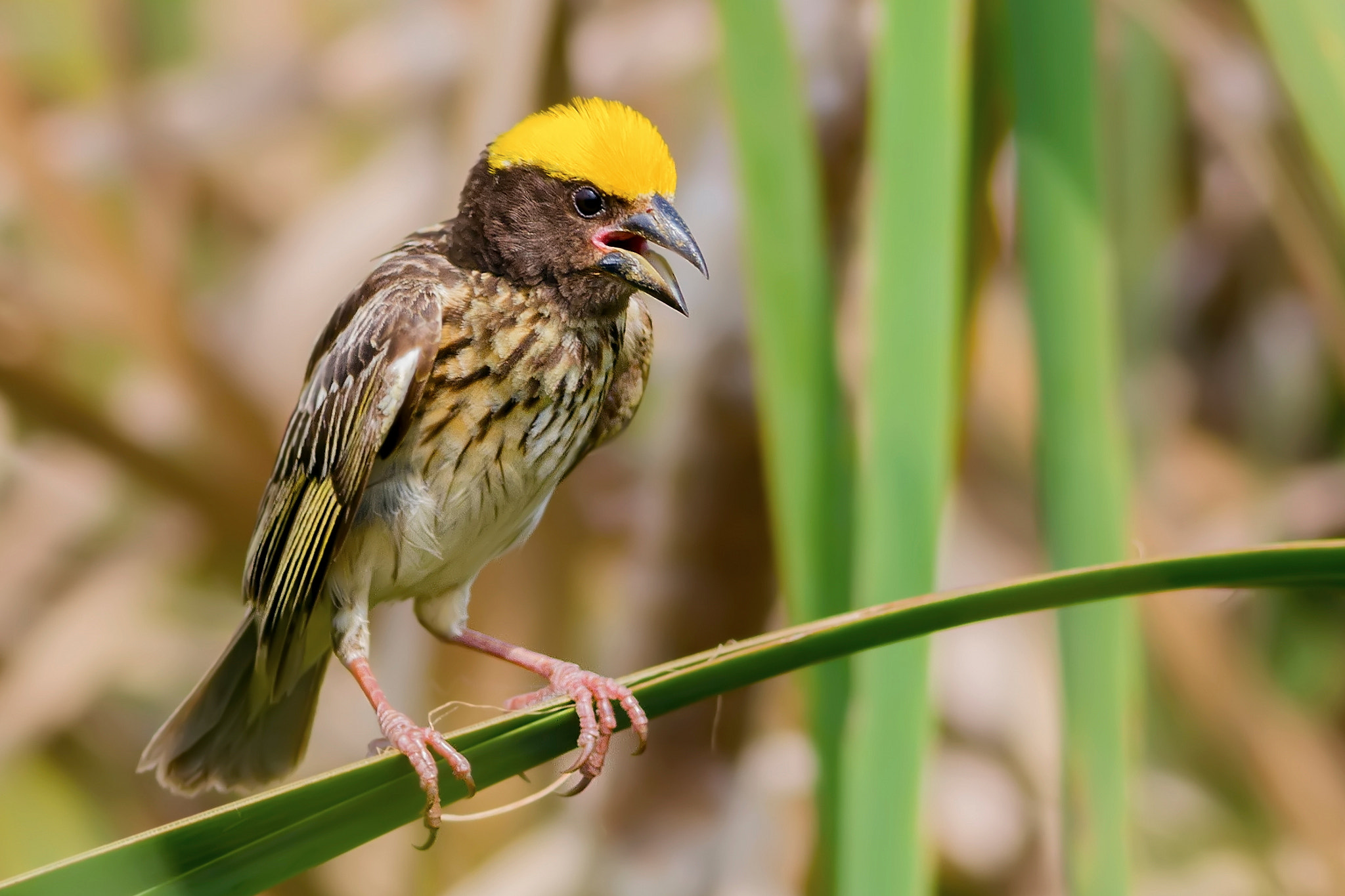 Canon EOS 7D + Canon EF 400mm F5.6L USM sample photo. Streaked weaver photography