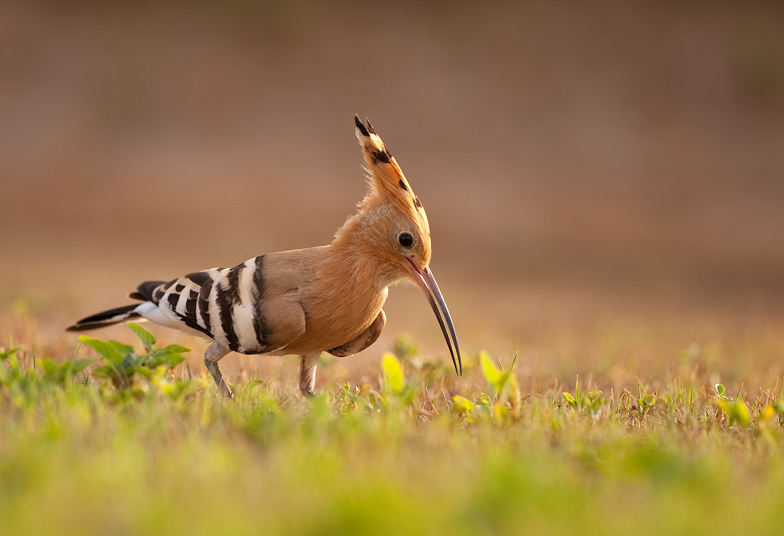 Sigma APO Macro 150mm f/2.8 EX DG HSM sample photo. Hoopoe photography