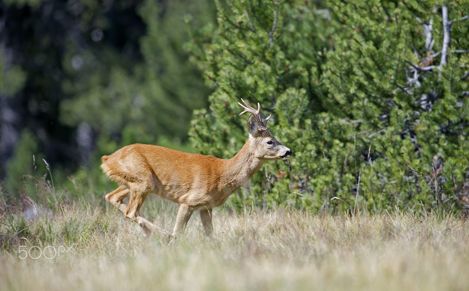 Nikon D3S + Nikon AF-S Nikkor 500mm F4G ED VR sample photo. Crazy in love photography