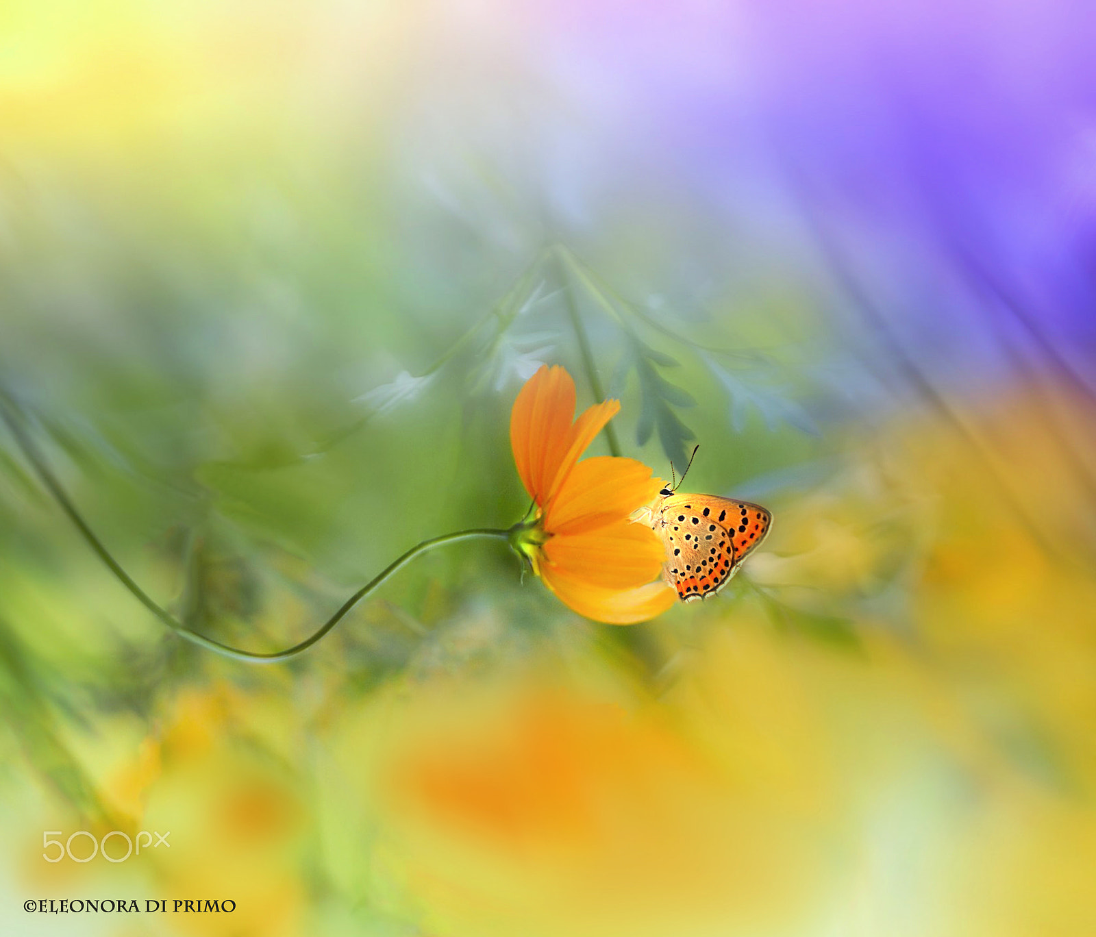 Canon EF 180mm F3.5L Macro USM sample photo. Good morning,lightness! photography