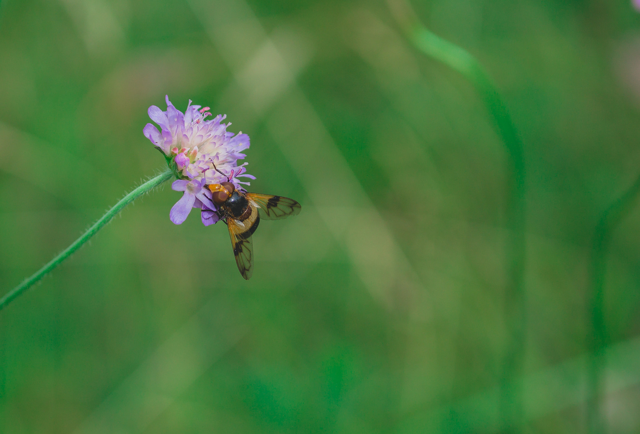 Olympus OM-D E-M10 + Sigma 60mm F2.8 DN Art sample photo. Volucella pellucens photography