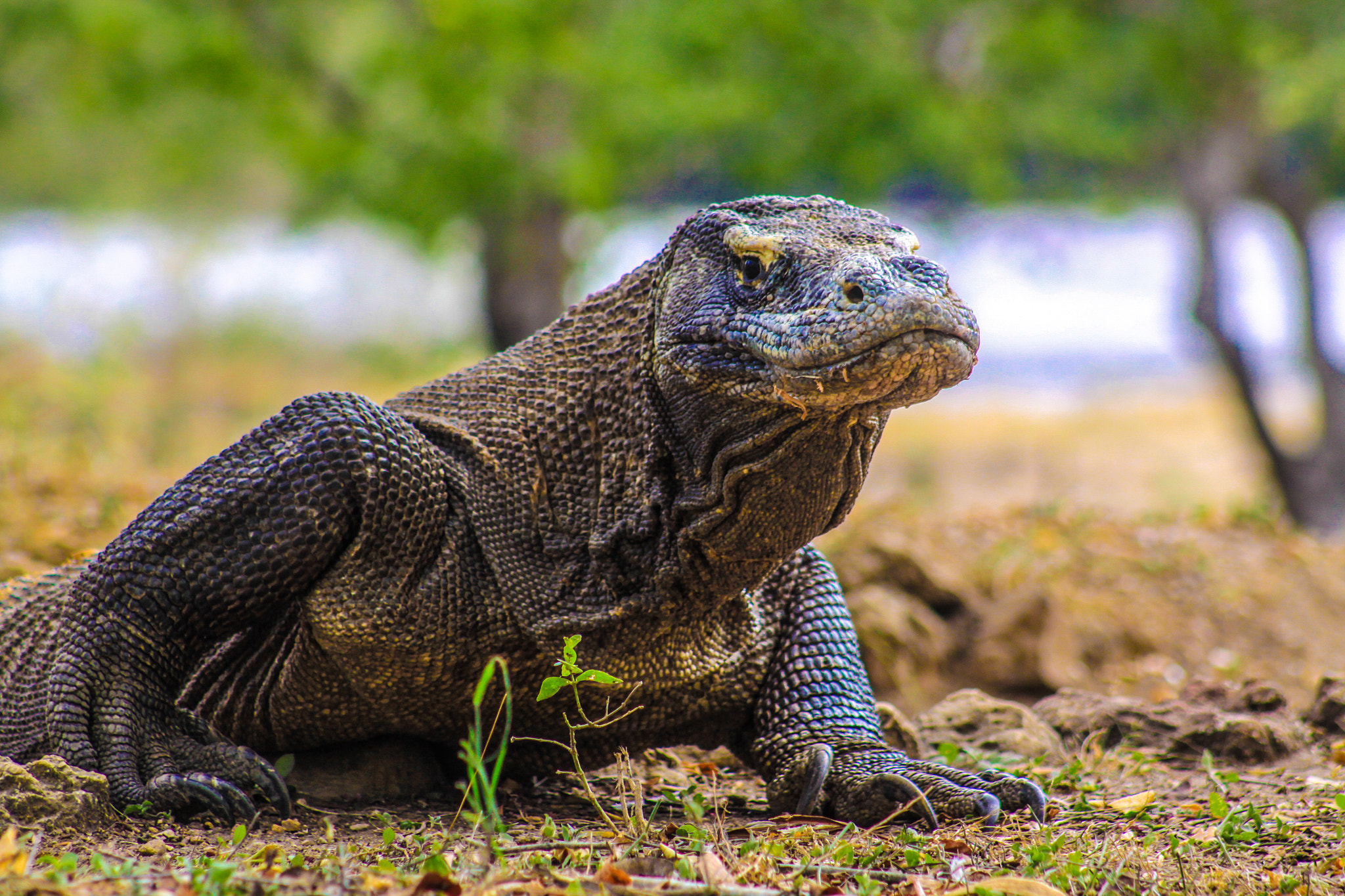 Canon EOS 50D + EF75-300mm f/4-5.6 sample photo. Komodo dragon photography