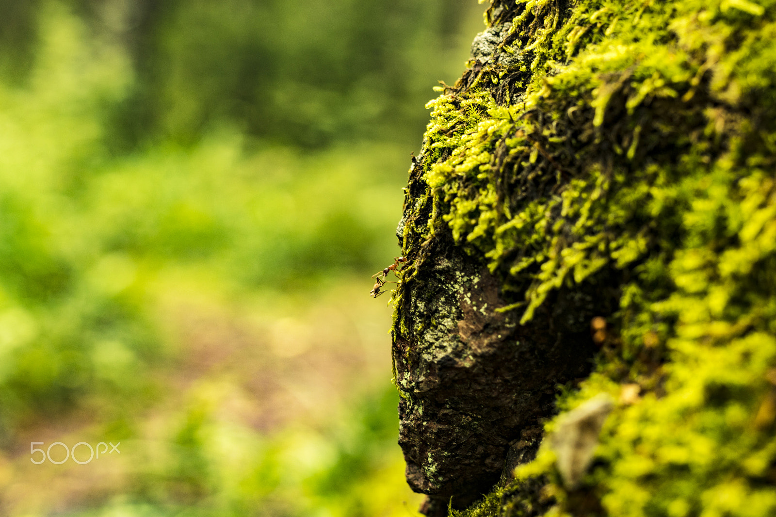Canon EF 40mm F2.8 STM sample photo. Hunting red ant photography