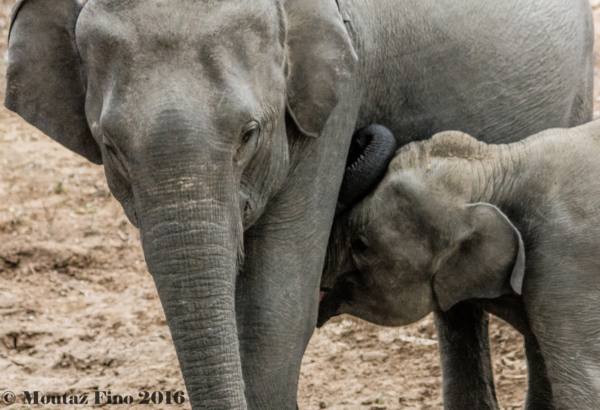 Sigma 150-500mm F5-6.3 DG OS HSM sample photo. The elephant mother photography
