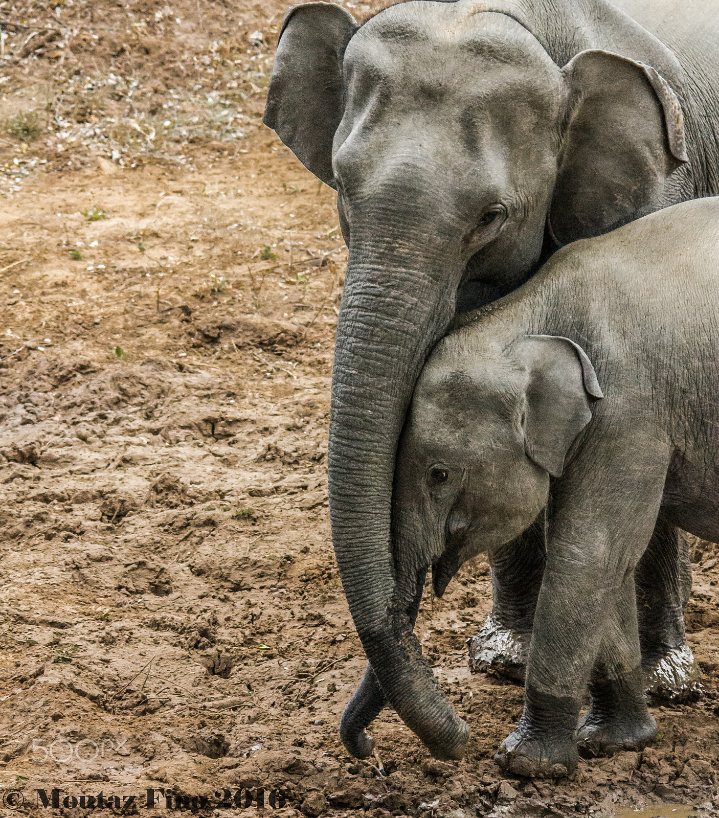 Sigma 150-500mm F5-6.3 DG OS HSM sample photo. The elephant mother photography