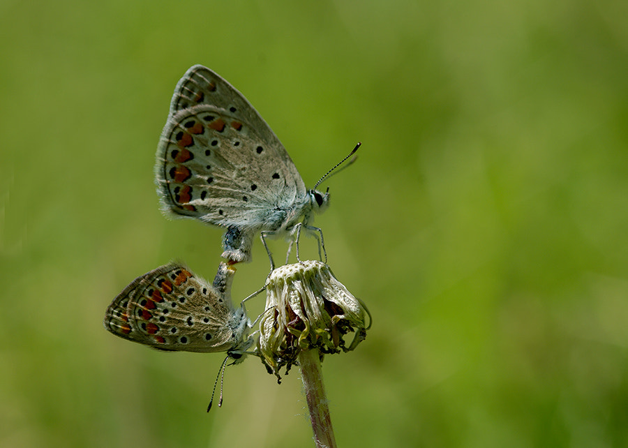 Pentax K20D sample photo. Summer love photography