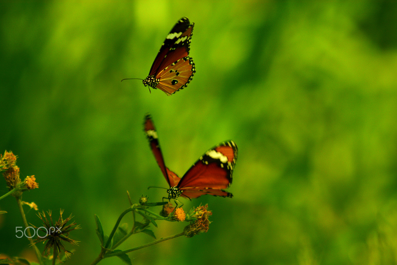 Nikon AF Nikkor 70-300mm F4-5.6G sample photo. Butterflies photography
