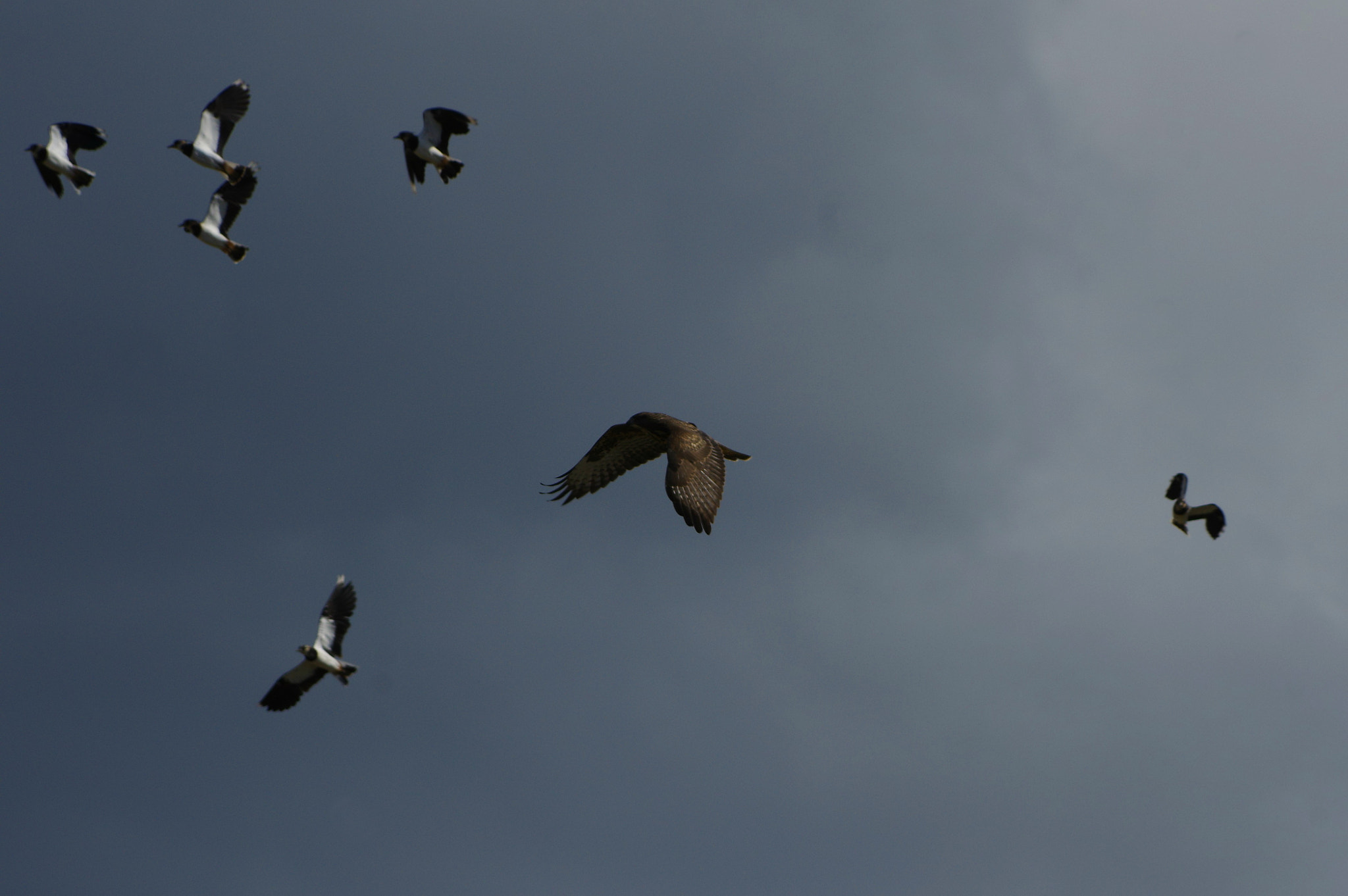 Pentax smc DA 55-300mm F4.0-5.8 ED sample photo. Hawk hunts photography