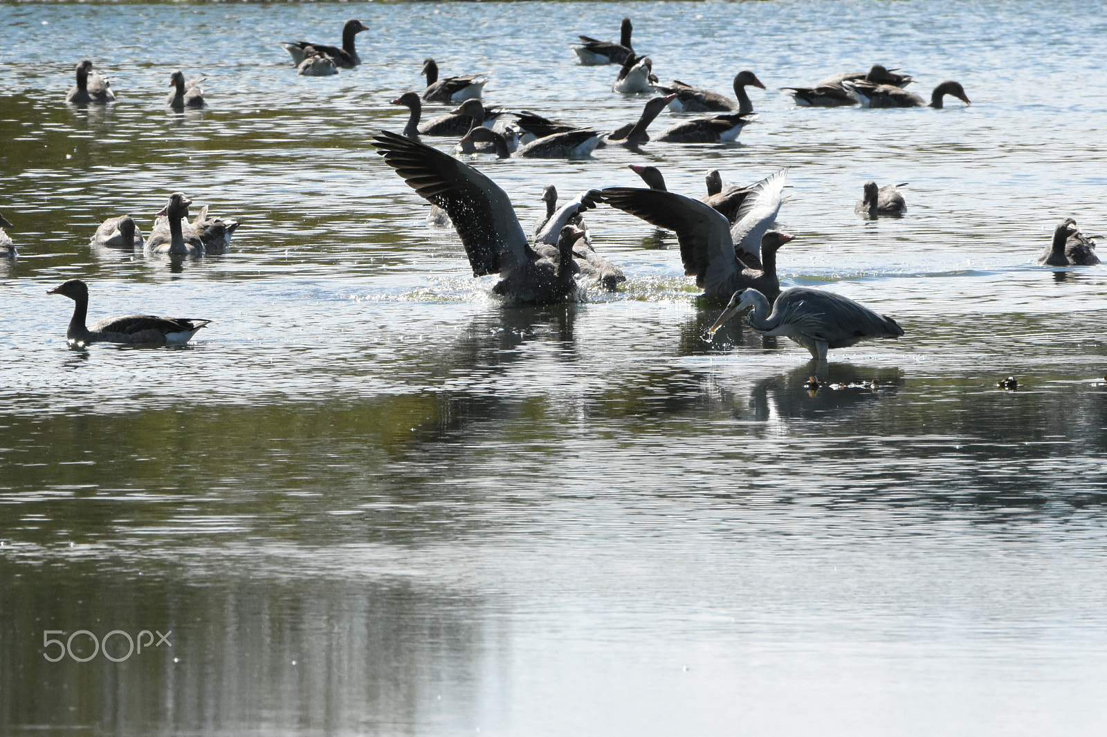 Nikon D7200 + Tamron SP 150-600mm F5-6.3 Di VC USD sample photo. A crowded birdlake photography