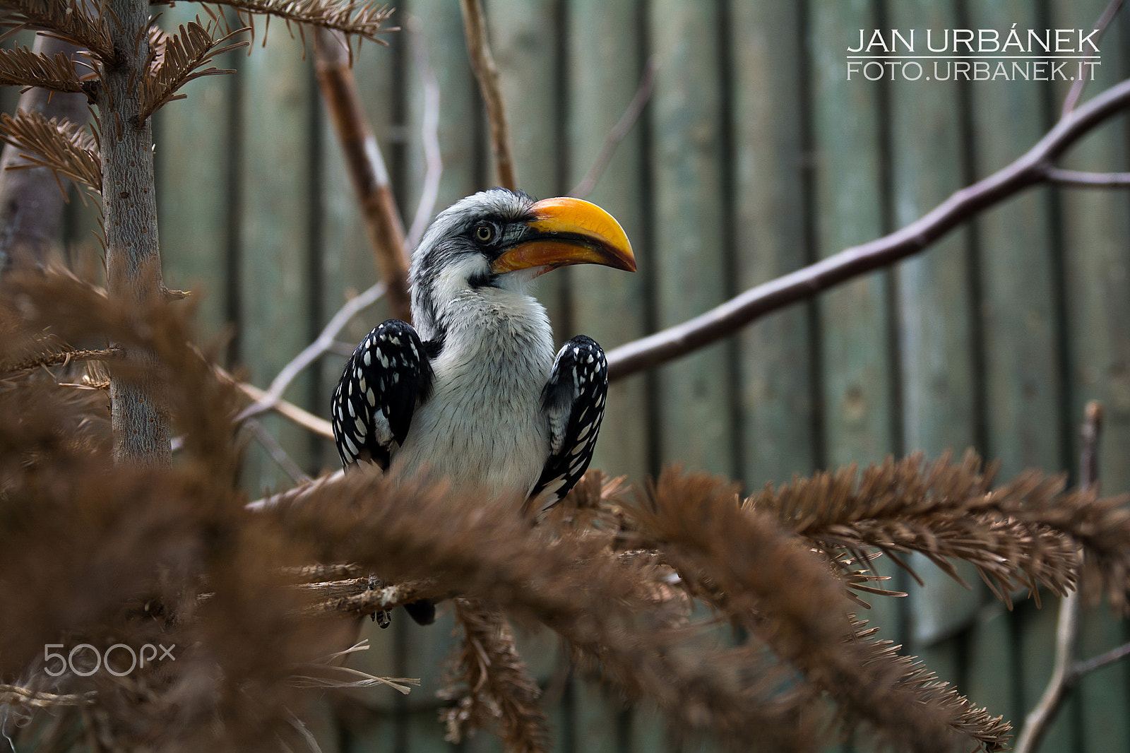 Tamron SP 24-70mm F2.8 Di VC USD sample photo. Eastern yellow-billed hornbill photography