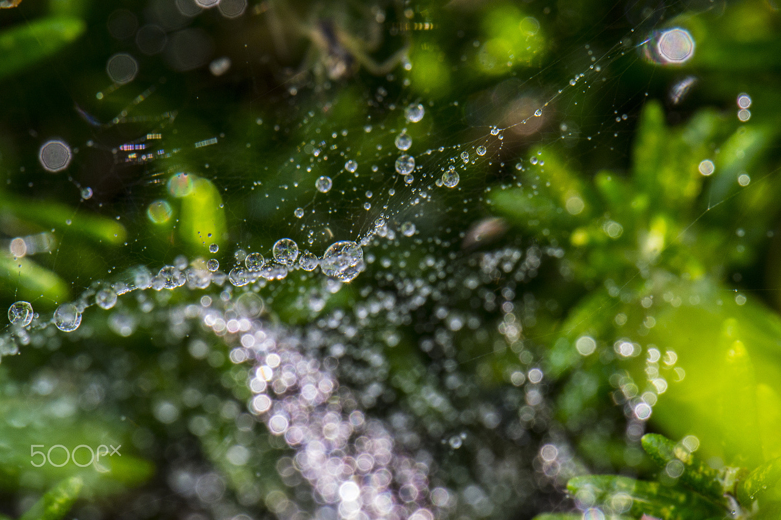 Nikon AF-S DX Micro-Nikkor 85mm F3.5G ED VR sample photo. Wet web 2 photography