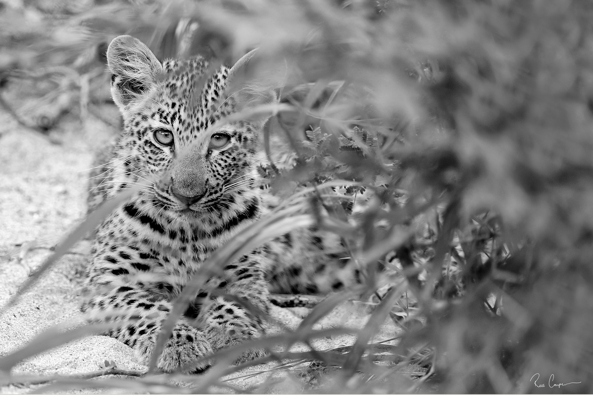 Nikon D3S sample photo. Camouflaged | ross couper© photography