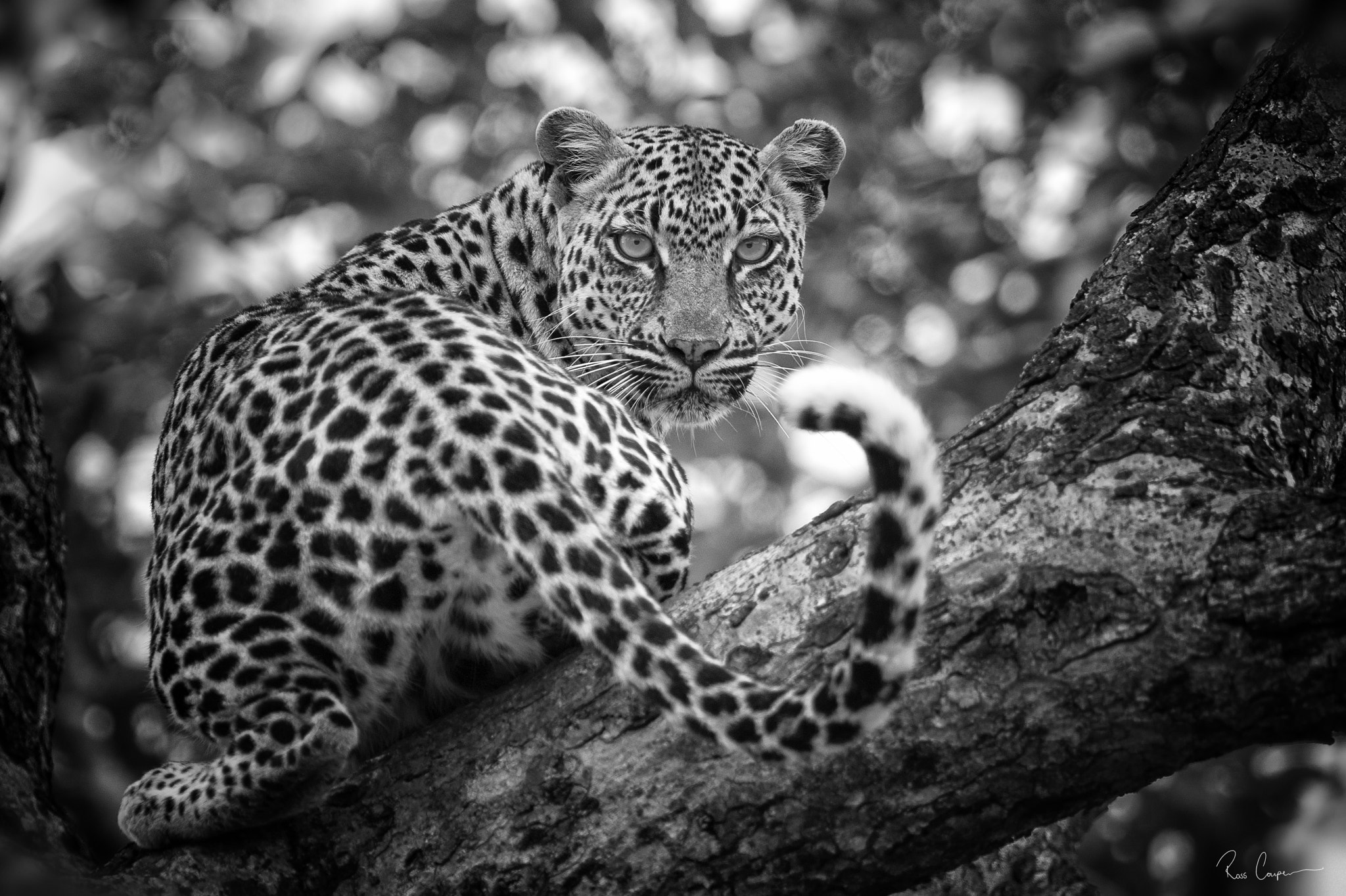 Nikon D3S + Nikon AF-S Nikkor 600mm F4G ED VR sample photo. Dimples of light | ross couper© photography