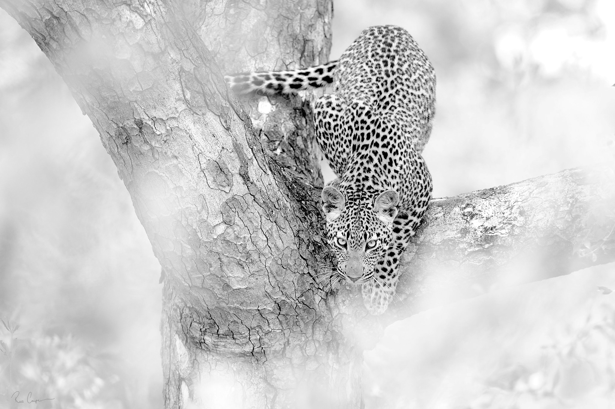 Nikon AF-S Nikkor 300mm F2.8G ED VR II sample photo. Descendant | ross couper© photography