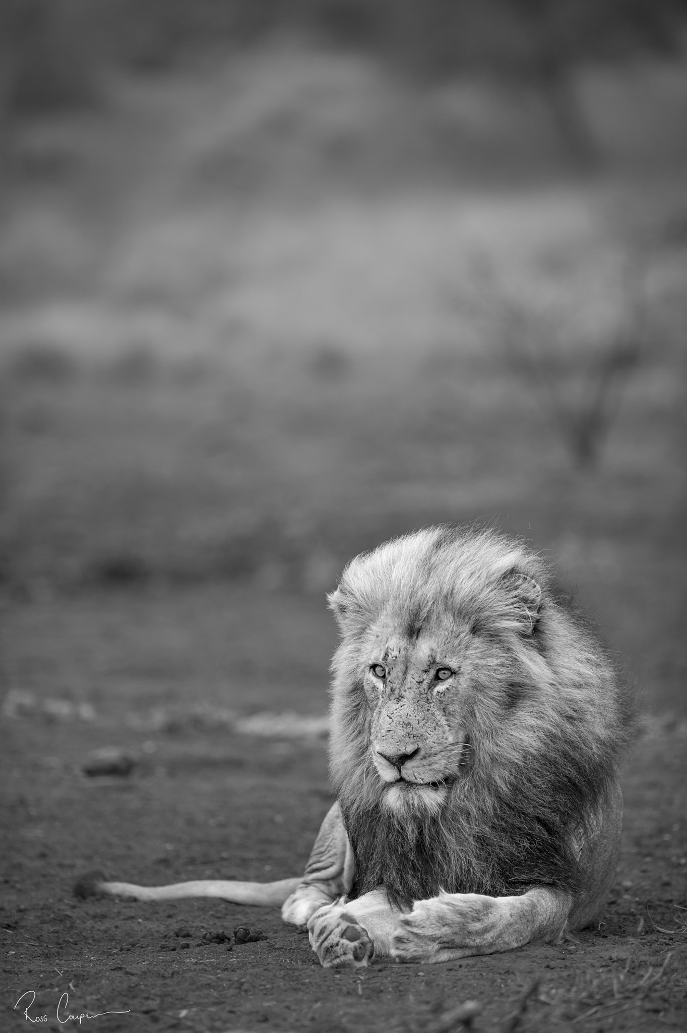 Nikon AF-S Nikkor 300mm F2.8G ED VR II sample photo. Dominance | ross couper© photography