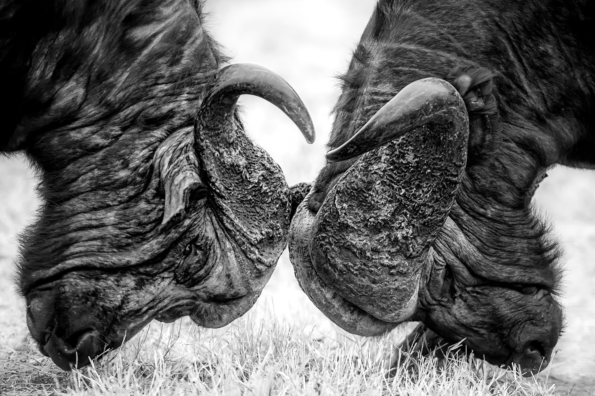 Nikon AF-S Nikkor 300mm F2.8G ED VR II sample photo. Hard headed | ross couper© photography