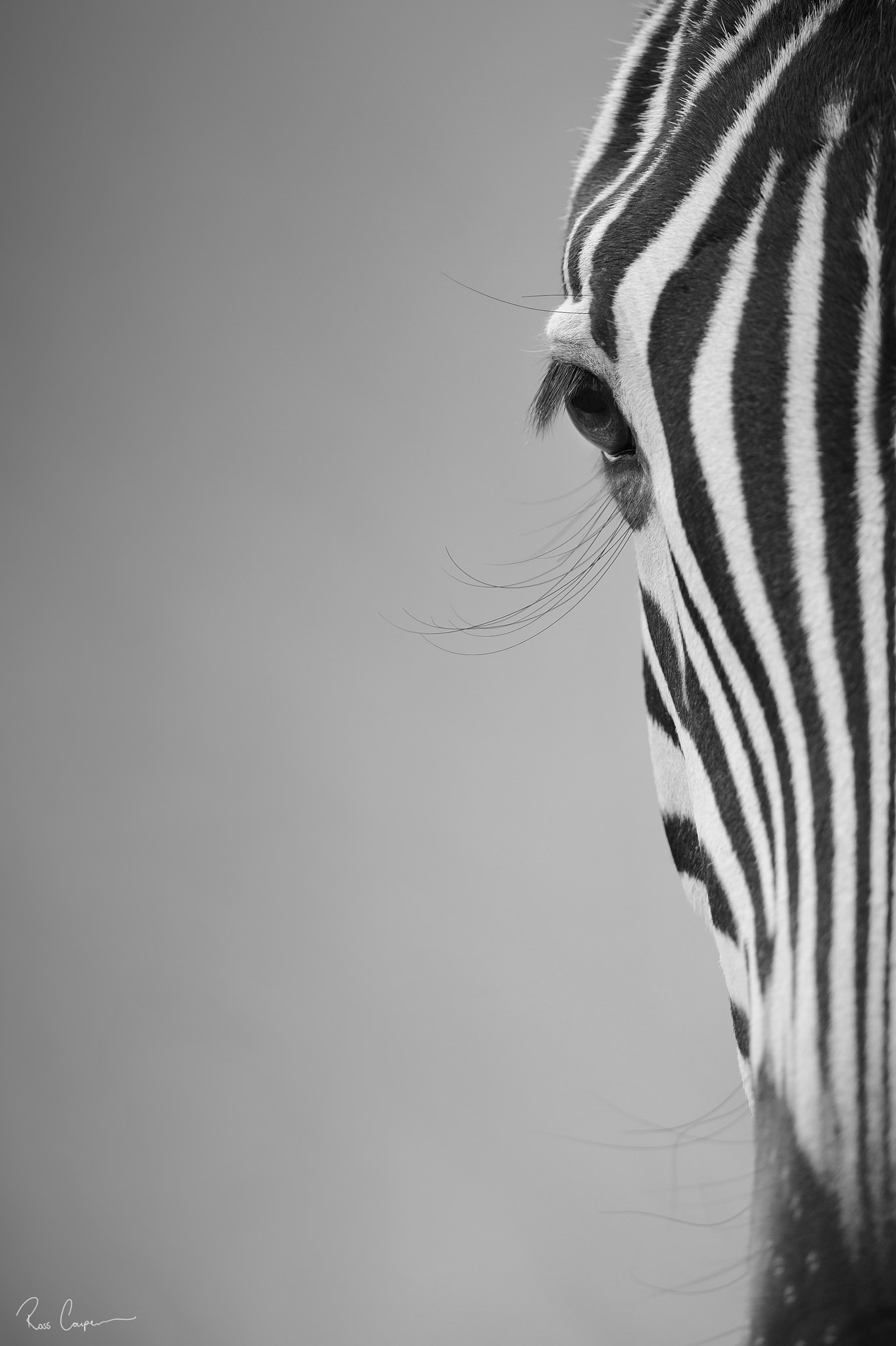 Nikon D3S + Nikon AF-S Nikkor 600mm F4G ED VR sample photo. Long lash | ross couper© photography