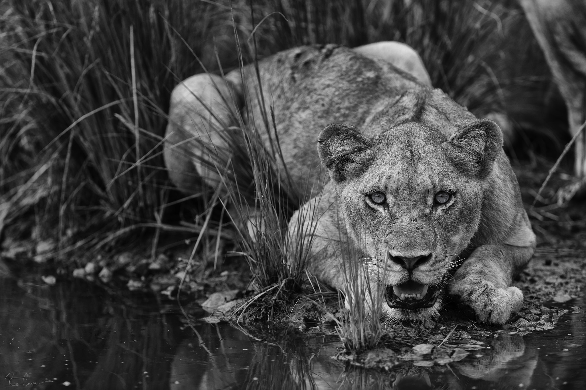 Nikon AF-S Nikkor 300mm F2.8G ED VR II sample photo. Penchant | ross couper© photography