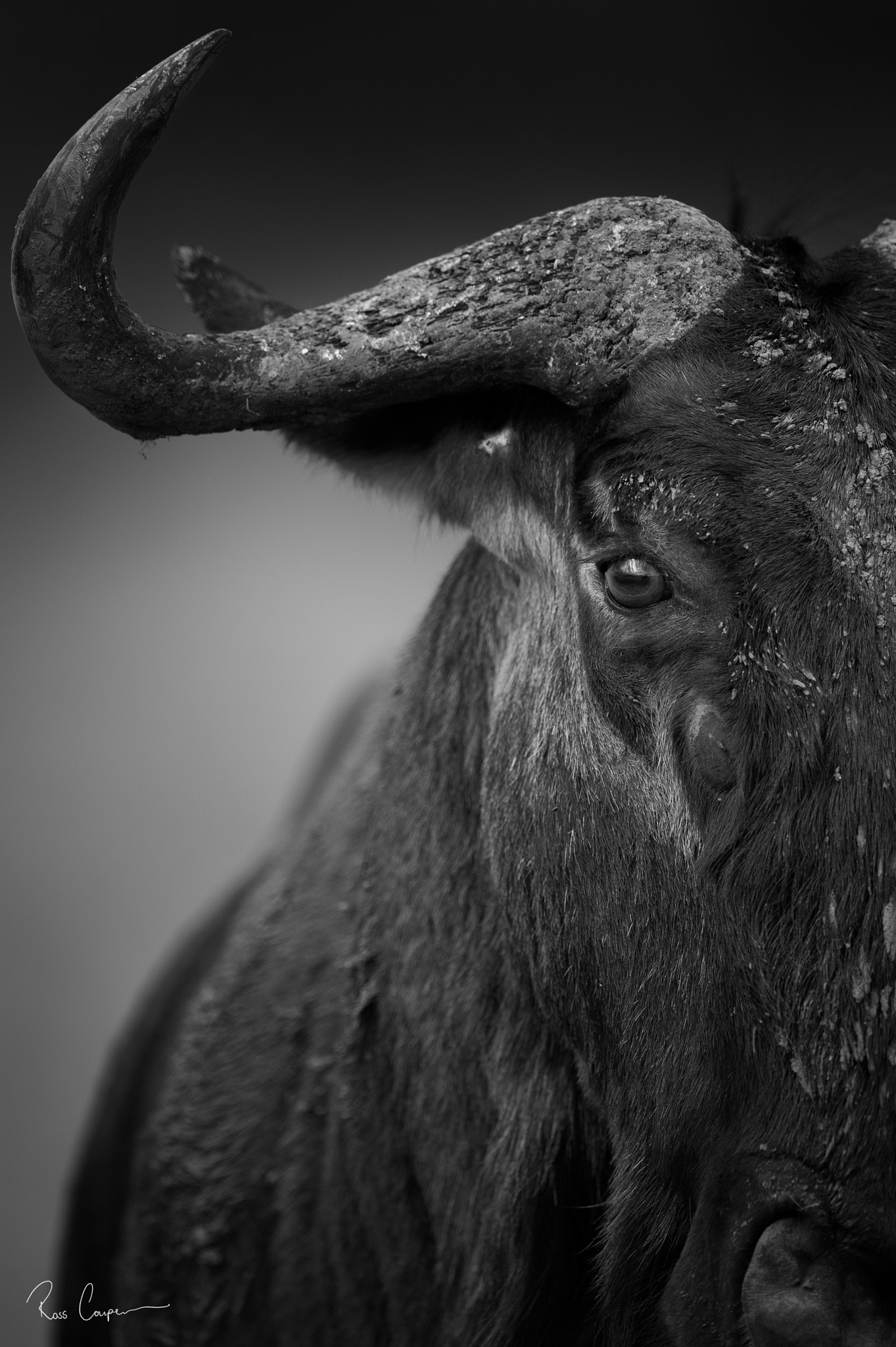 Nikon D3S + Nikon AF-S Nikkor 600mm F4G ED VR sample photo. Perspective | ross couper© photography