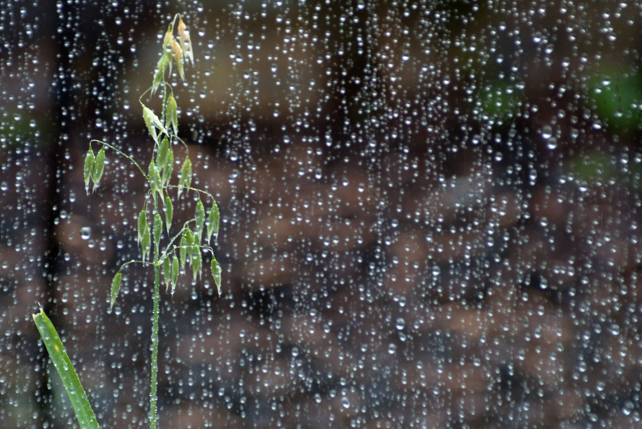 Sony Alpha DSLR-A230 sample photo. Rainy oat photography
