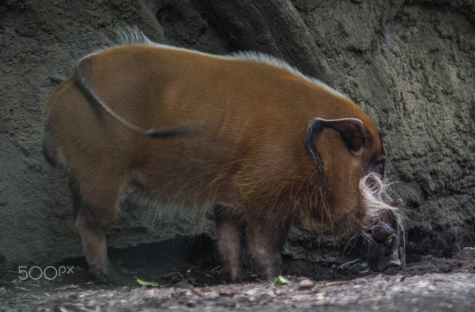 Sony a99 II + Minolta AF 80-200mm F2.8 HS-APO G sample photo. Red river hog photography