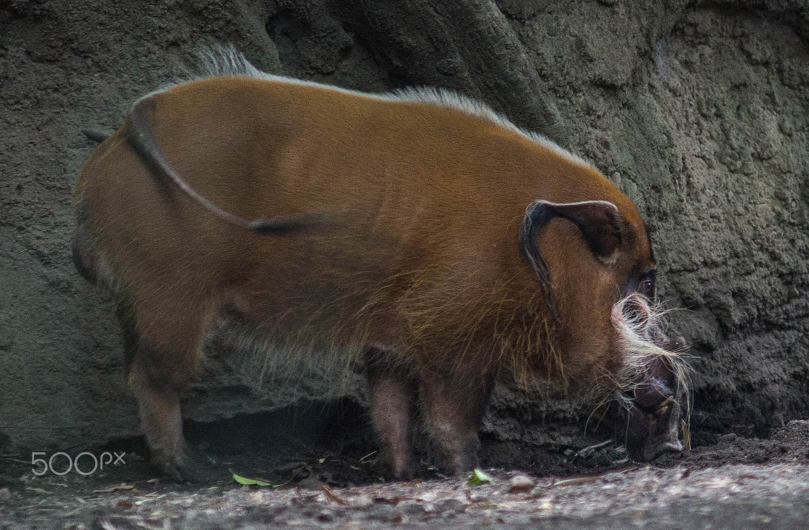Minolta AF 80-200mm F2.8 HS-APO G sample photo. Red river hog photography