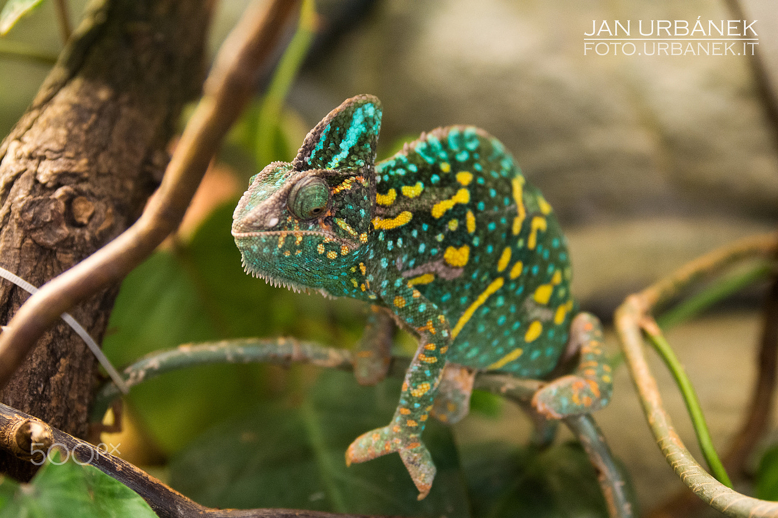 Tamron SP 24-70mm F2.8 Di VC USD sample photo. Chameleon photography
