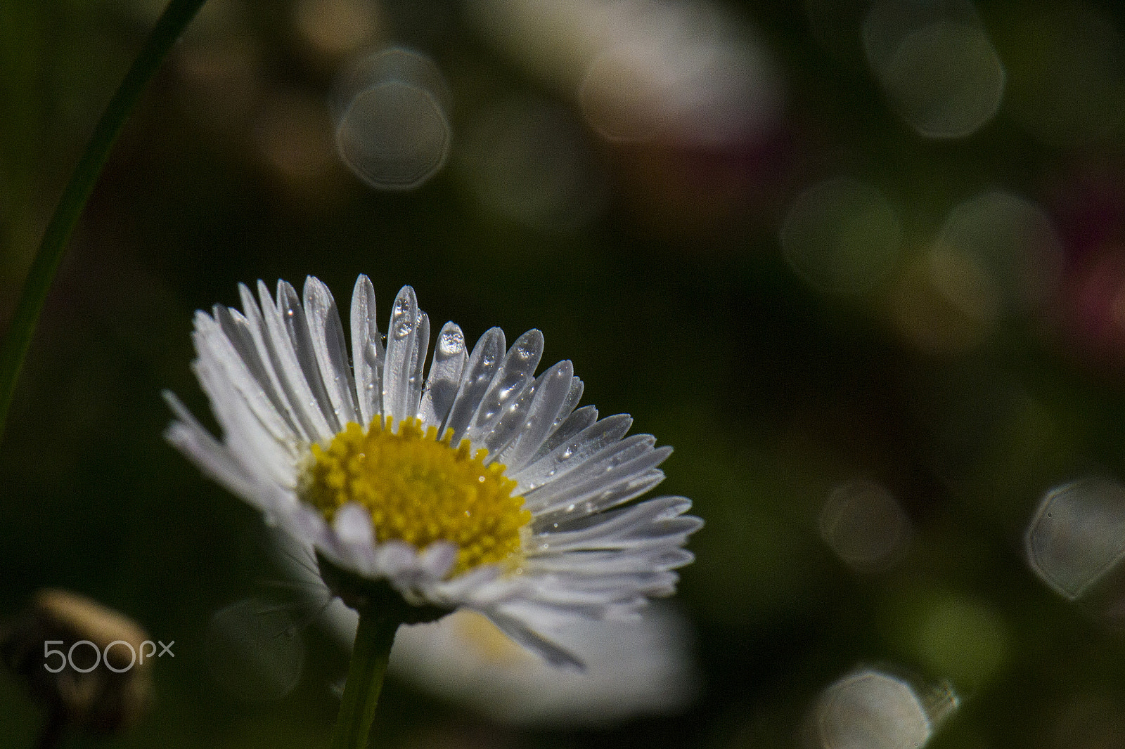 Nikon AF-S DX Micro-Nikkor 85mm F3.5G ED VR sample photo. Bokeh photography