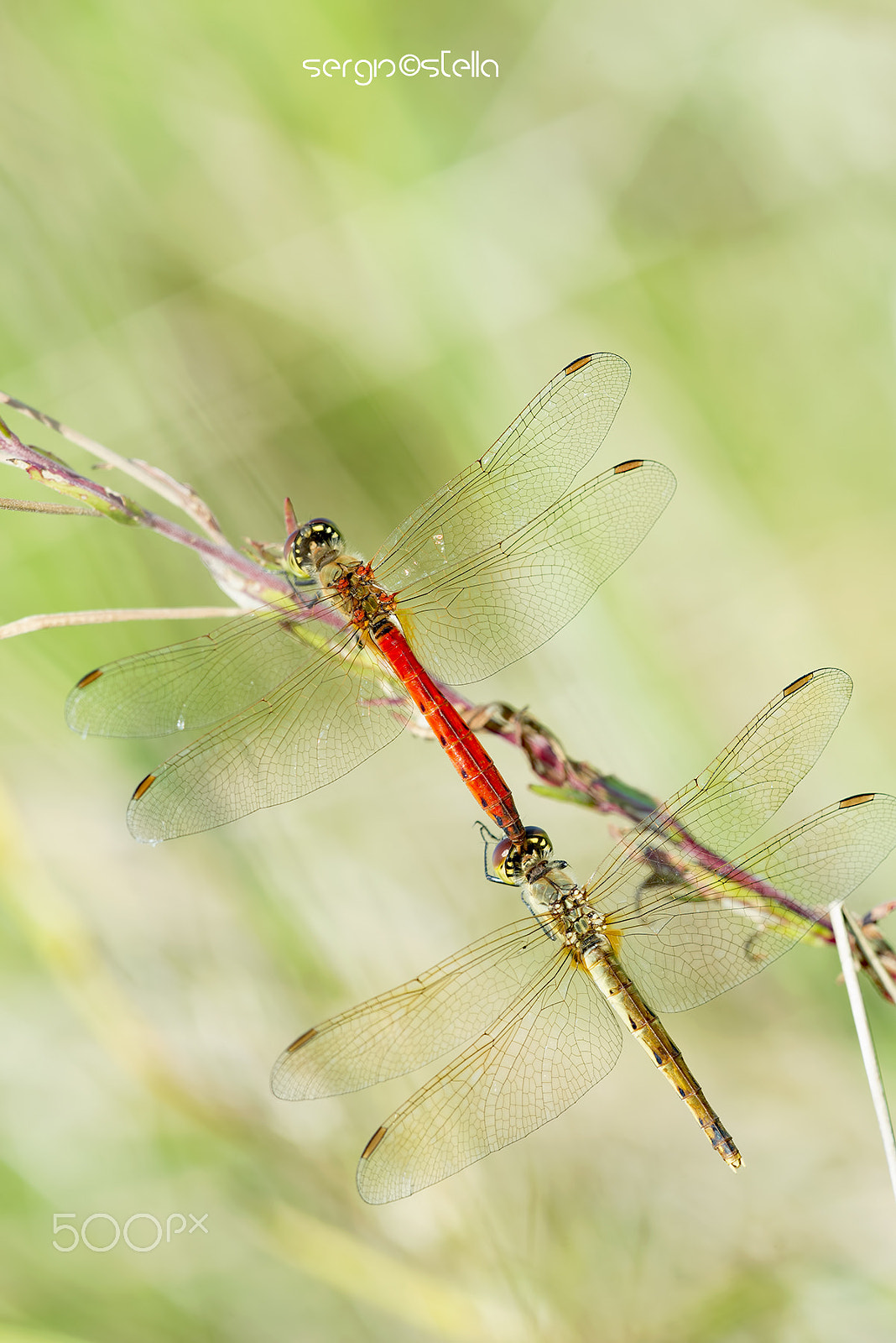 Sigma 150mm F2.8 EX DG Macro HSM sample photo. ____tandem_____ photography