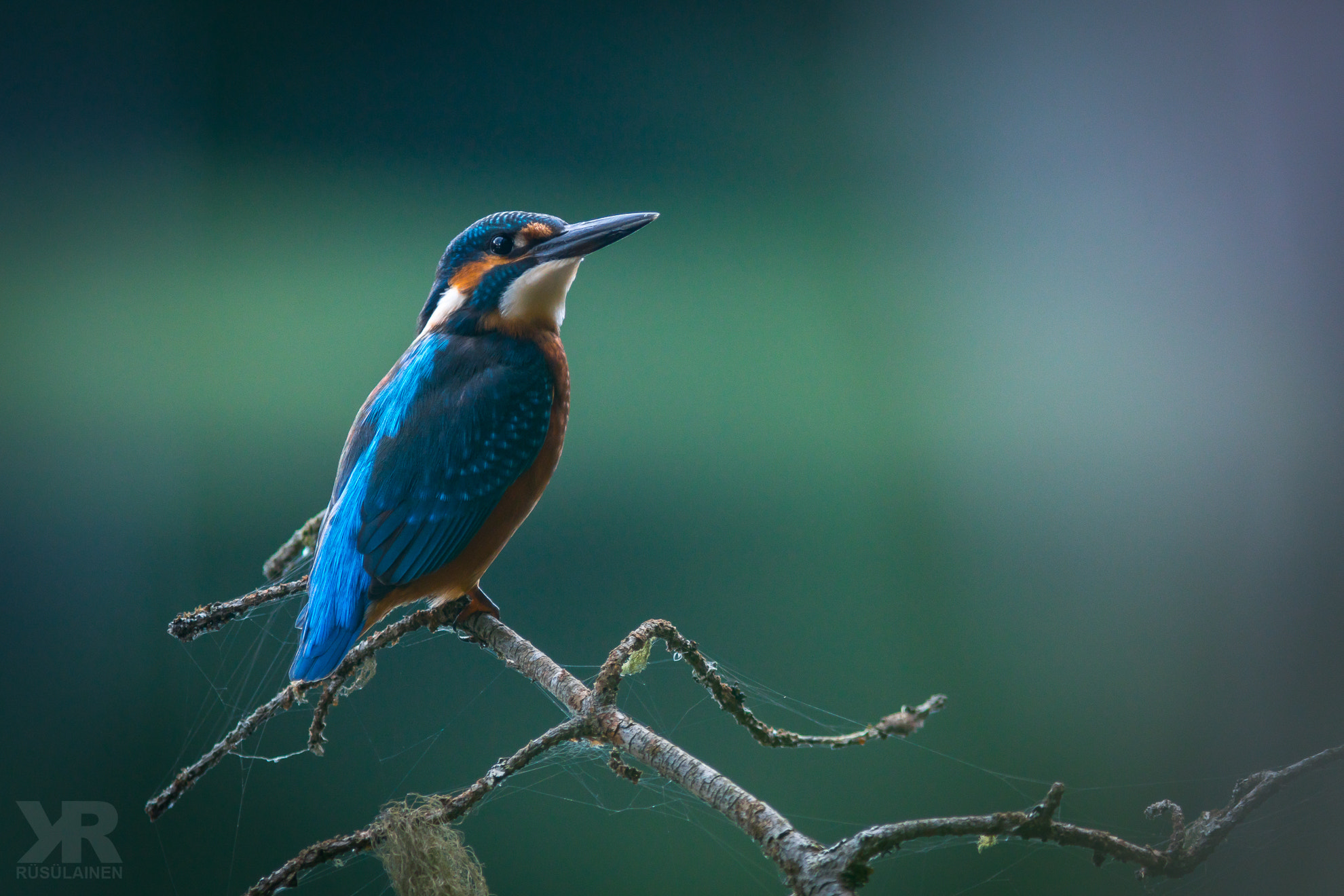 Sony a6300 + Canon EF 300mm F4L IS USM sample photo. King, kingfisher photography