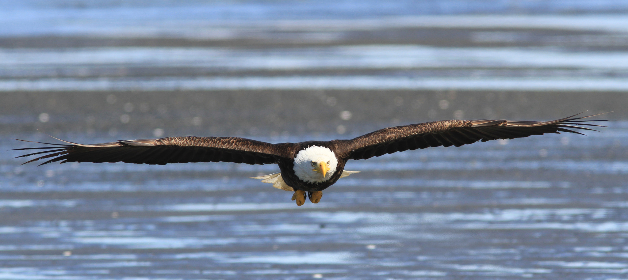 Canon EOS 7D + Canon EF 300mm F4L IS USM sample photo. Eagle in homer alaska photography